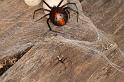 Latrodectus_hasselti_D3647_Z_85_Hamelin pool_Australie